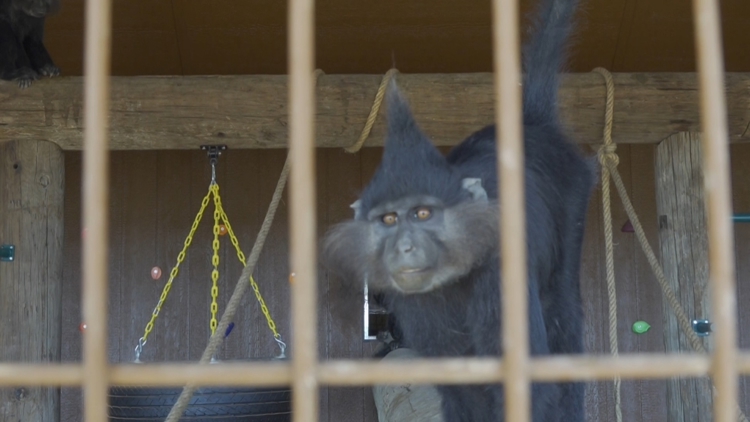 Exclusive look at Big Spring's newest community zoo — NewsWest 9 (Permian Basin), McKinney Community news
