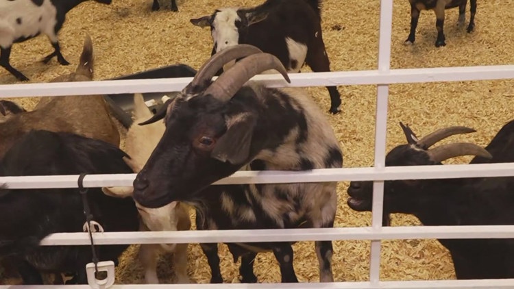 Health officials investigate E. coli cases possibly linked to State Fair of Texas petting zoo — McKinney Health news