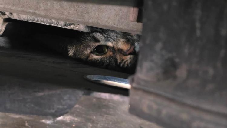 Lewisville firefighters rescuing a cat from a Tesla's undercarriage.